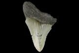 Bargain, Fossil Megalodon Tooth - North Carolina #124772-1